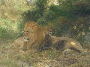 Aitana Lion